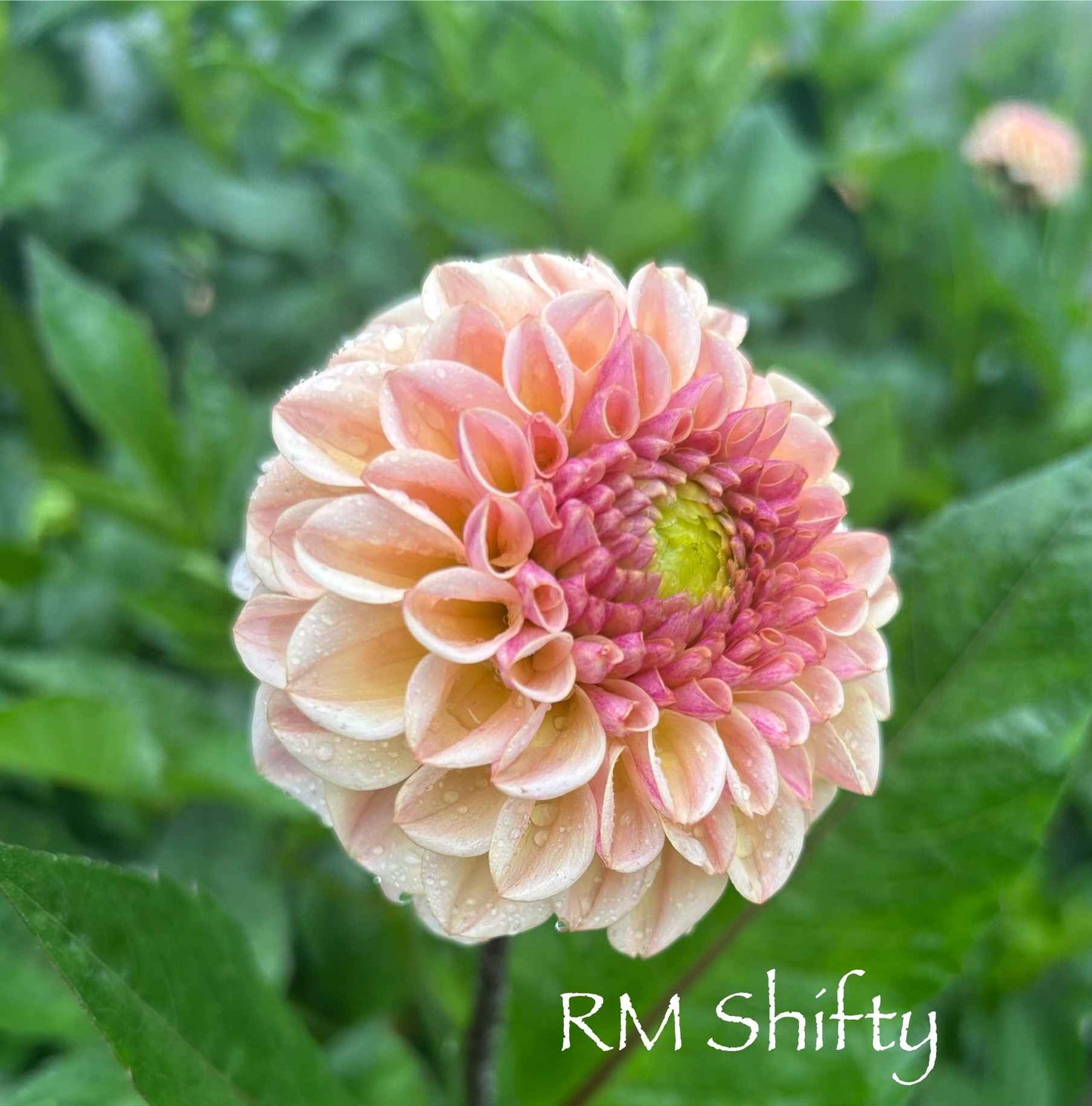 RM Shifty Tuber