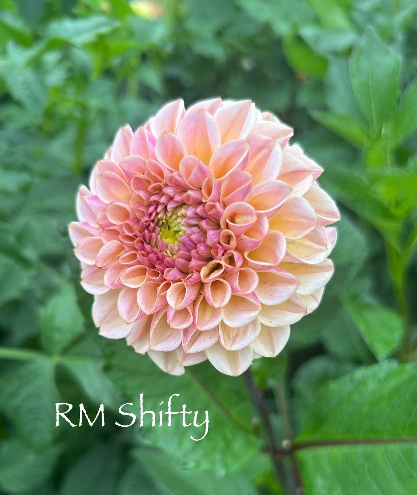 RM Shifty Tuber