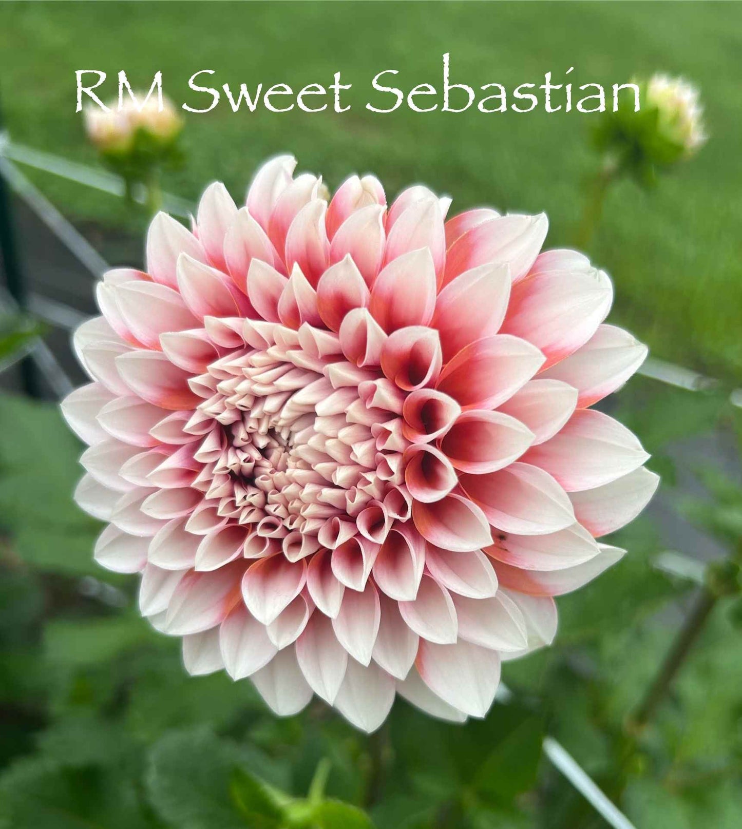 RM Sweet Sebastian Tuber