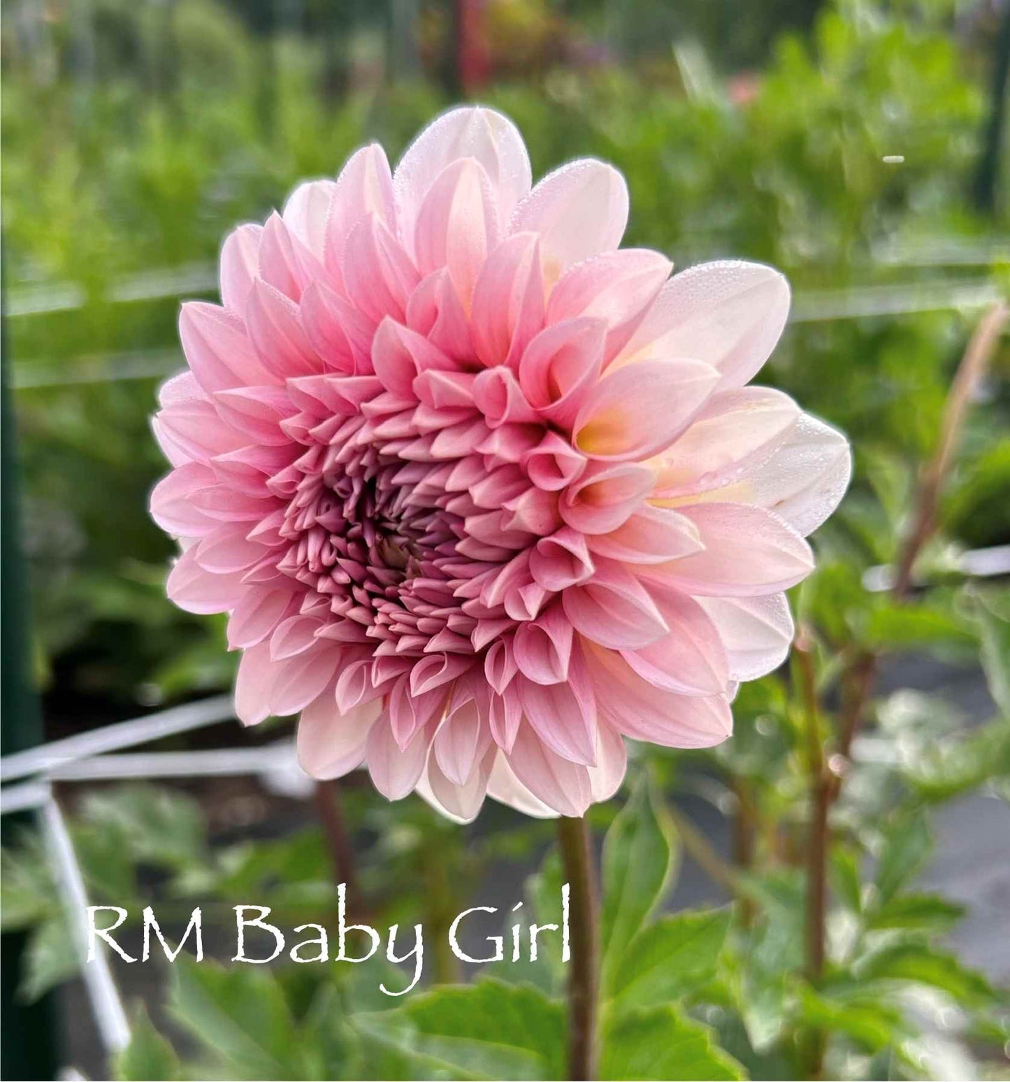 RM Baby Girl Tuber