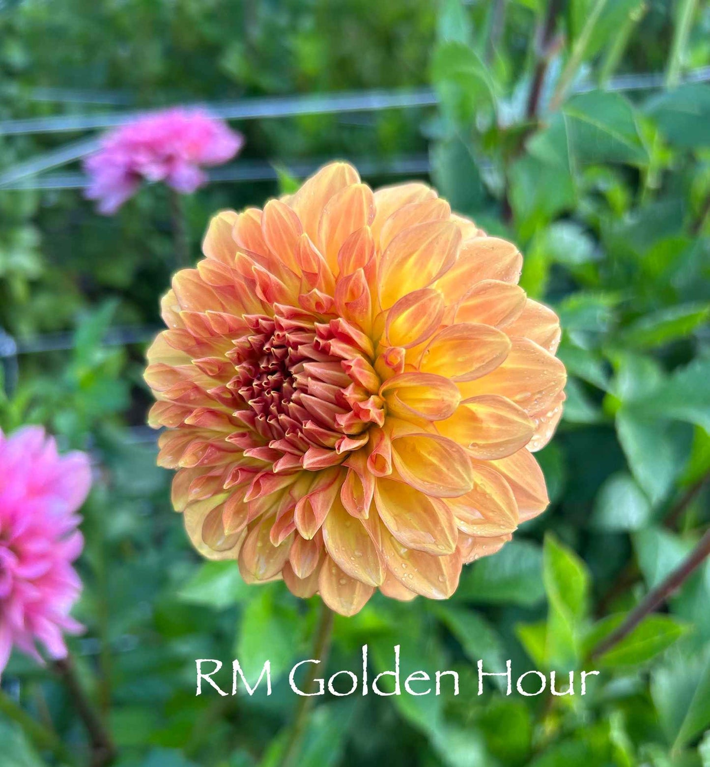 RM Golden Hour Tuber