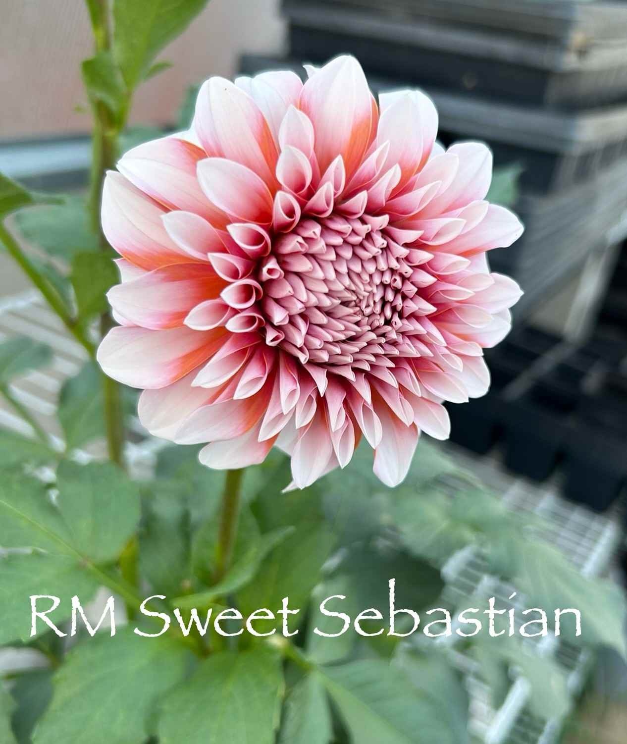 RM Sweet Sebastian Tuber