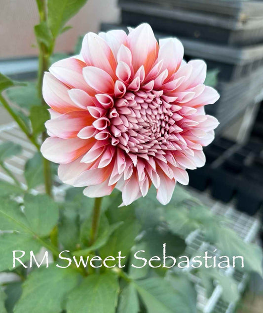 RM Sweet Sebastian Tuber