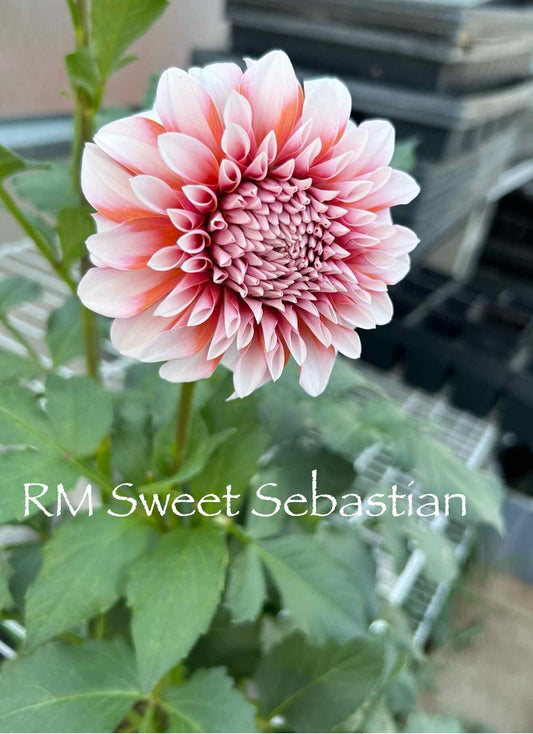 RM Sweet Sebastian Rooted Cutting