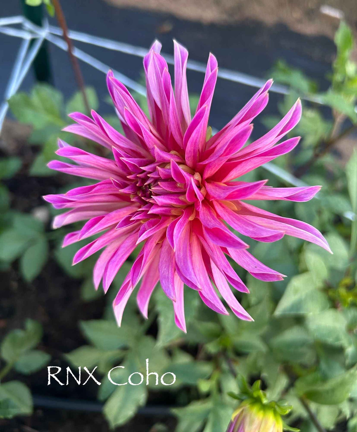 RNX Coho Tuber