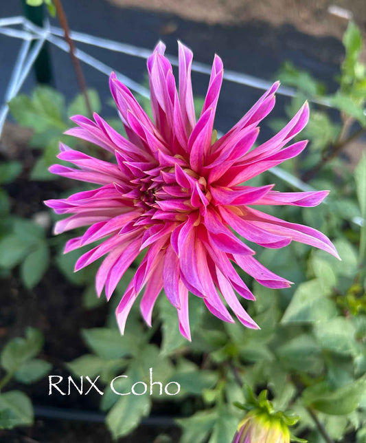 RNX Coho Tuber