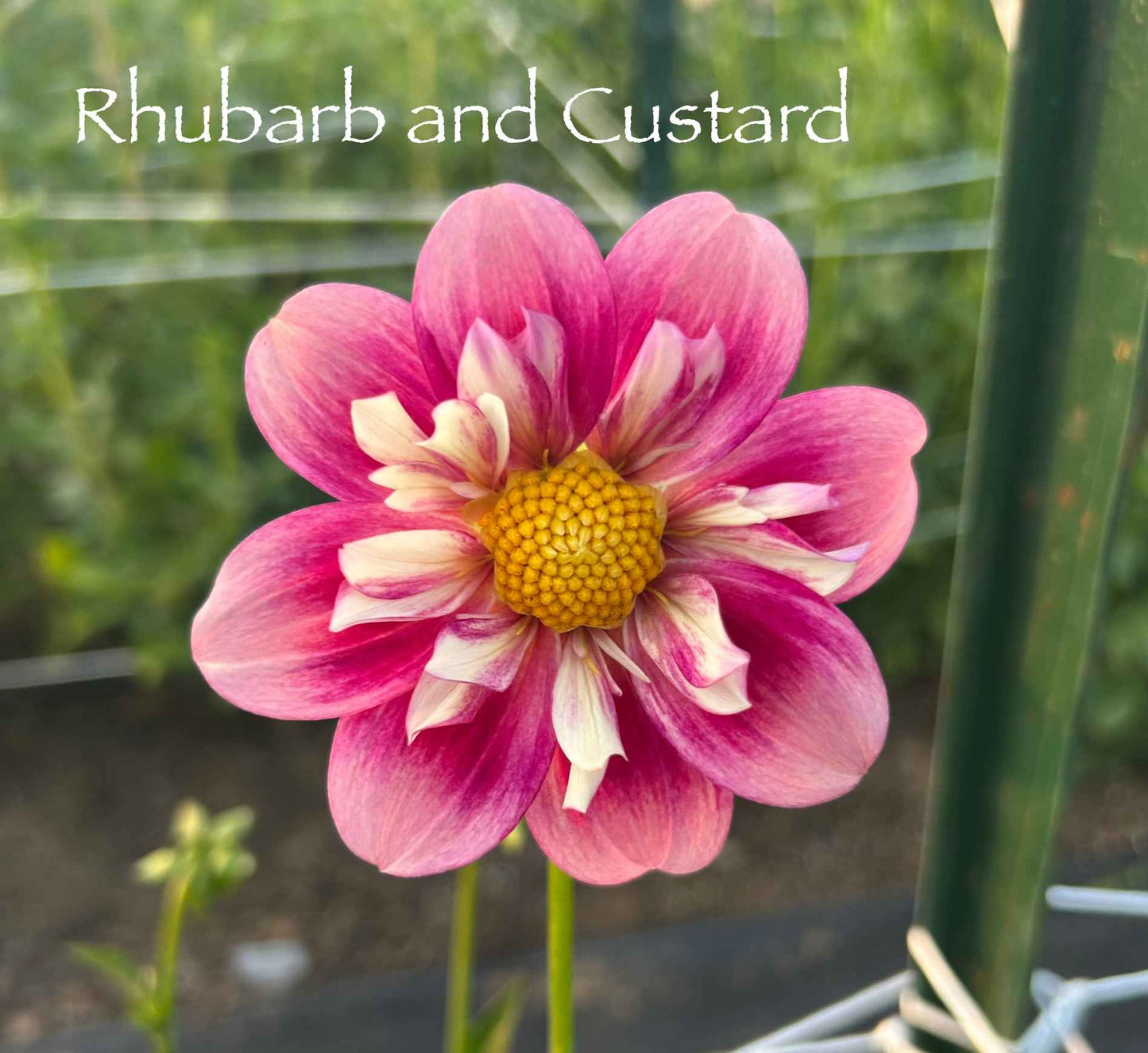 Rhubarb and Custard Tuber