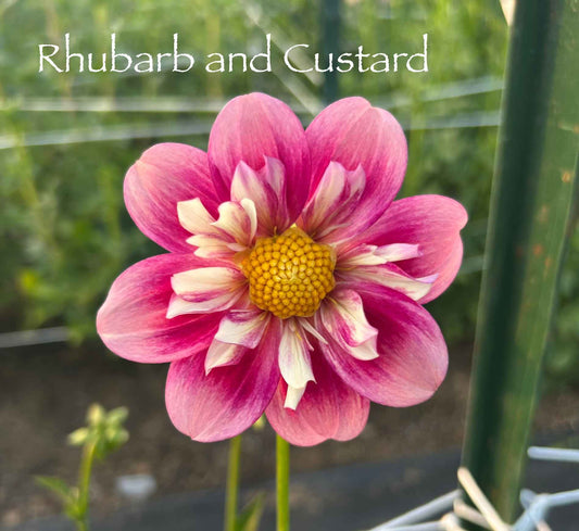 Rhubarb and Custard Tuber