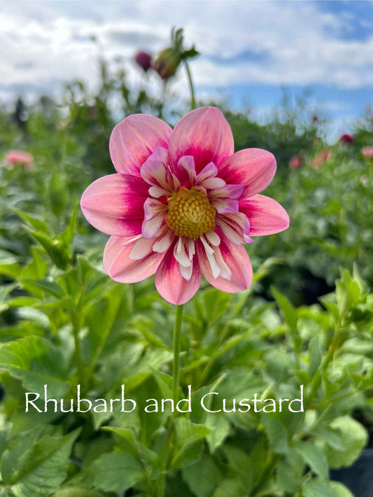 Rhubarb and Custard Tuber