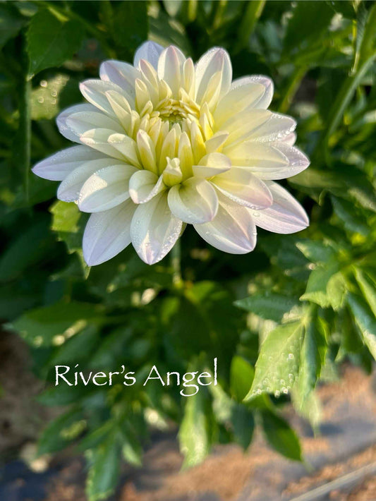 River's Angel Tuber