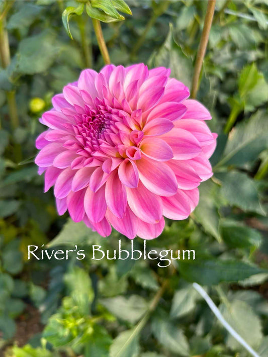 River's Bubblegum Tuber