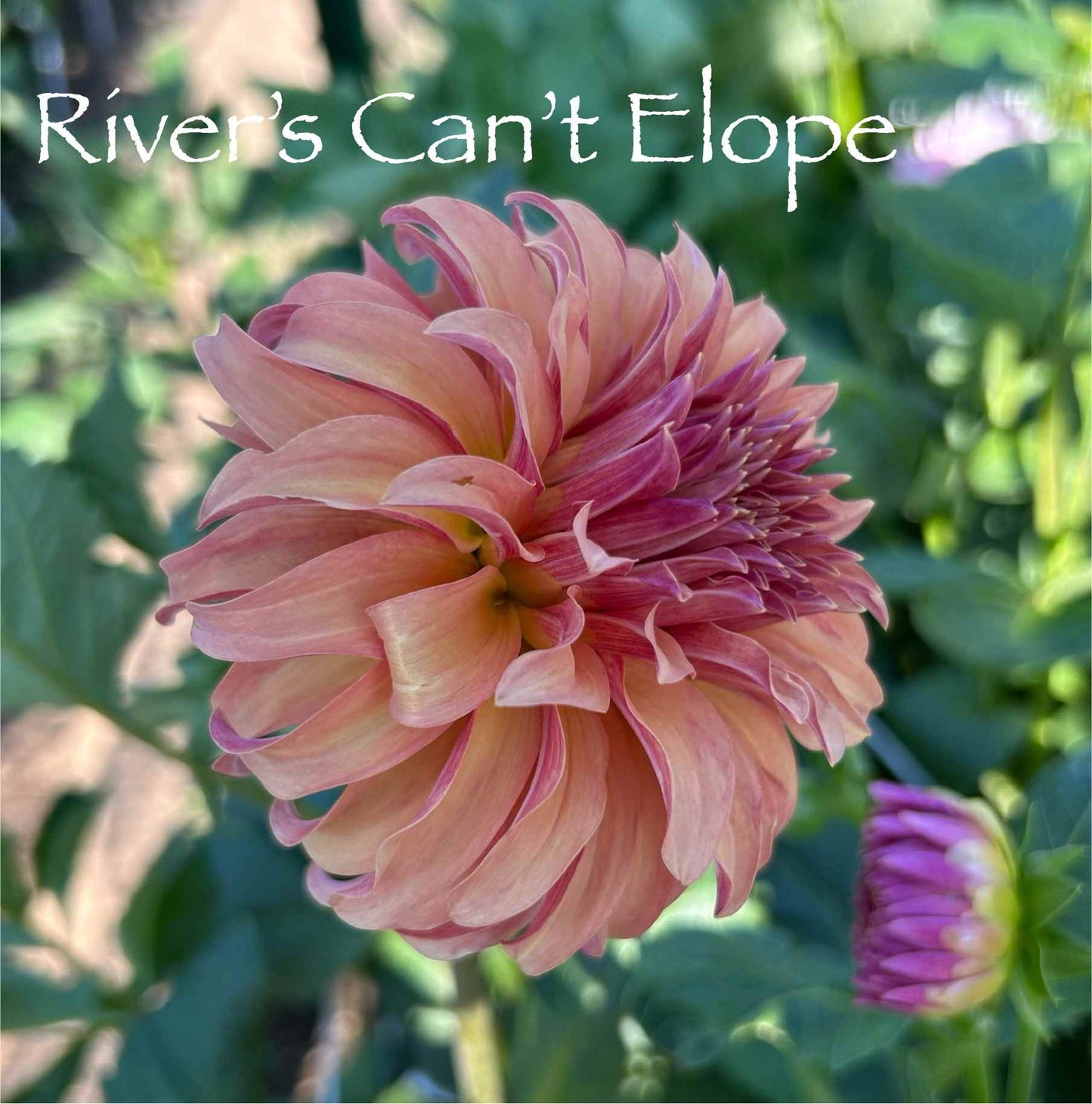 River's Cant Elope Tuber