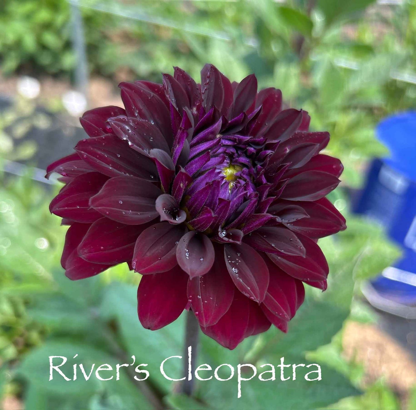 River's Cleopatra Tuber