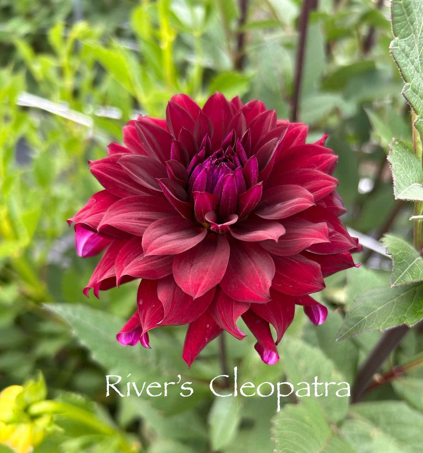 River's Cleopatra Tuber