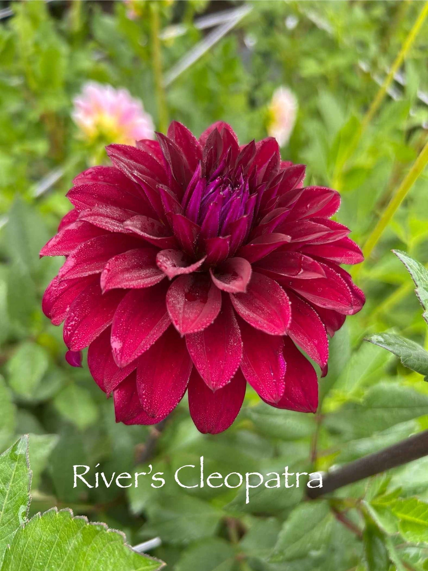 River's Cleopatra Tuber