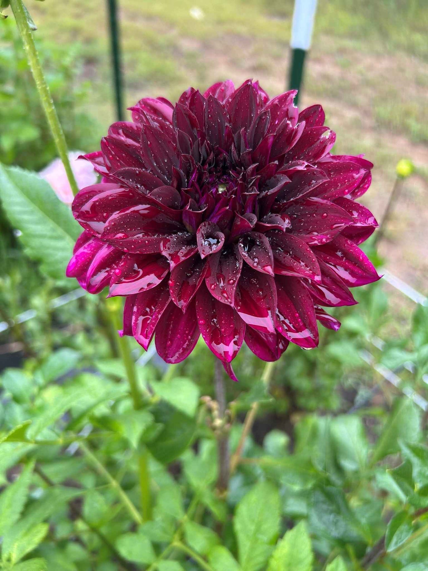 River's Cleopatra Tuber