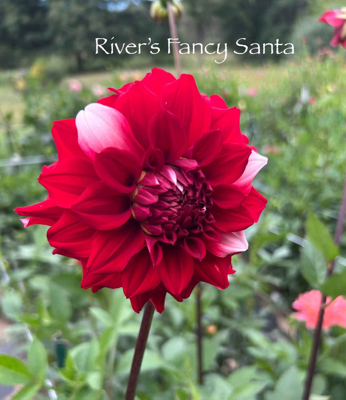 River's Fancy Santa Tuber