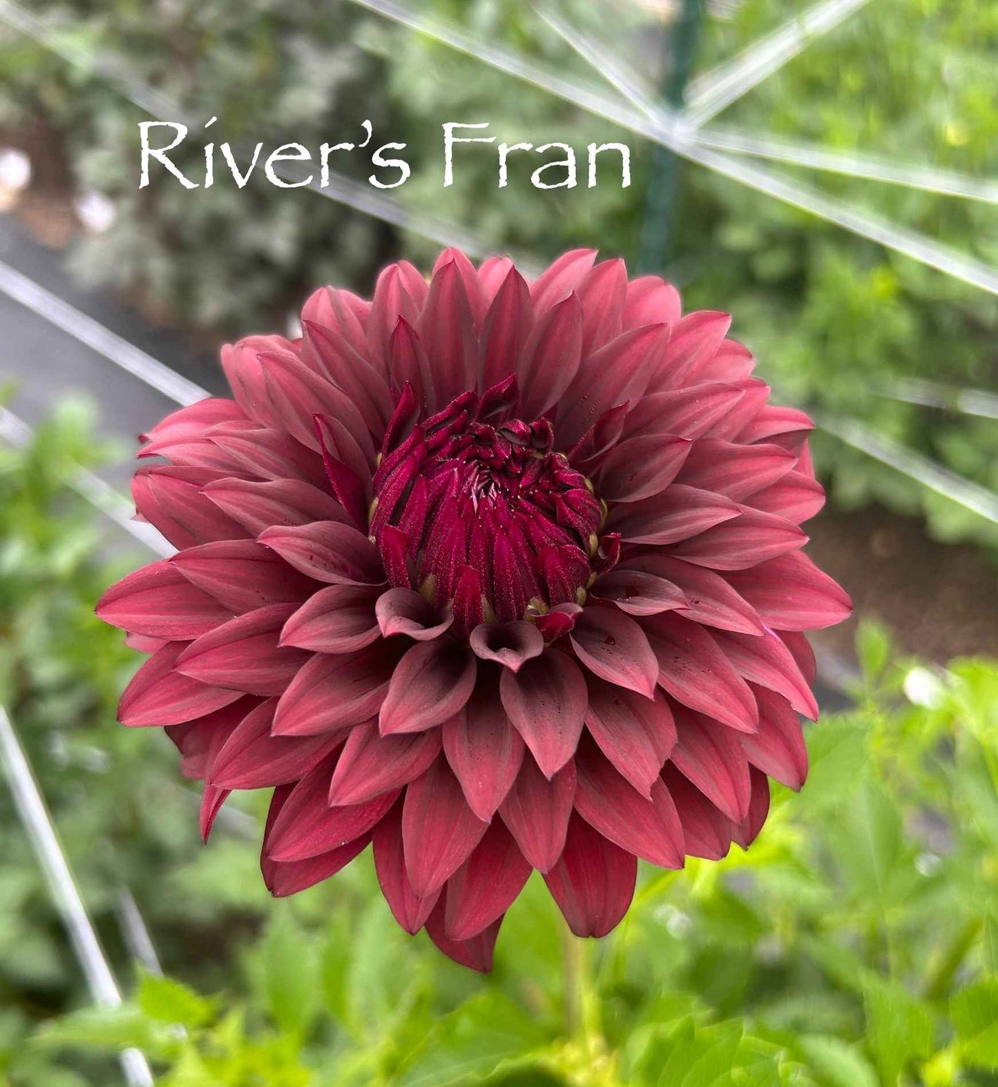 River's Fran Tuber