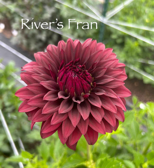River's Fran Tuber