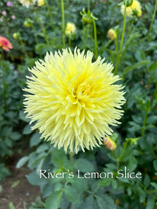 River's Lemon Slice Tuber