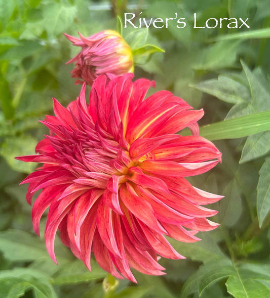 River's Lorax Tuber