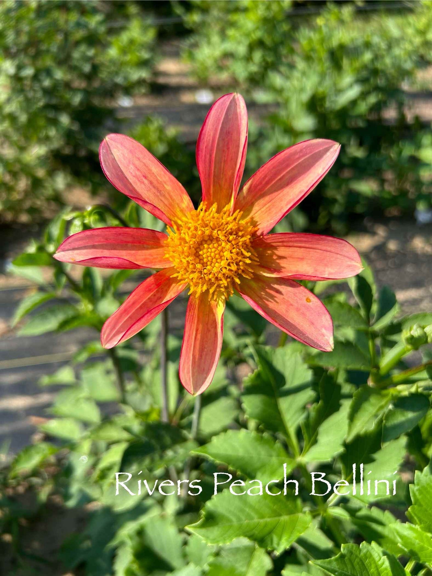 River's Peach Bellini Tuber