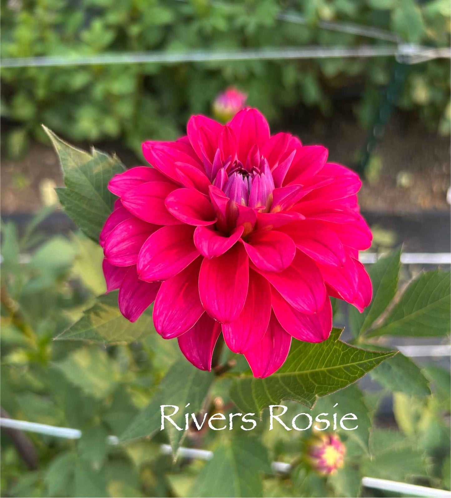 River's Rosie Tuber