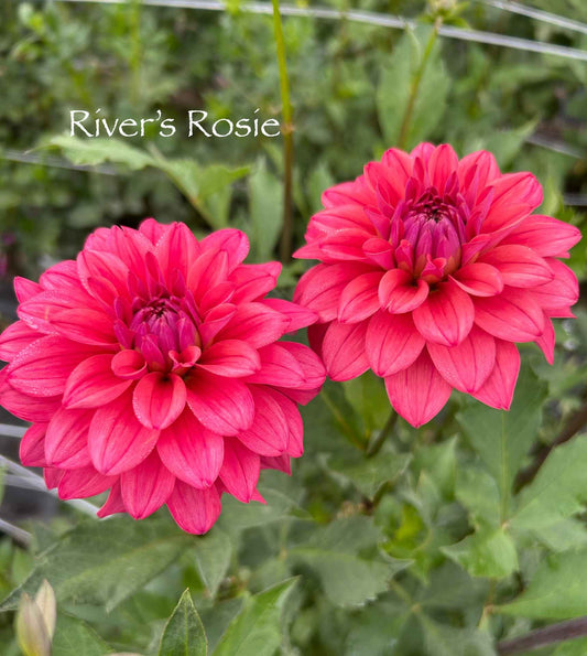 River's Rosie Tuber