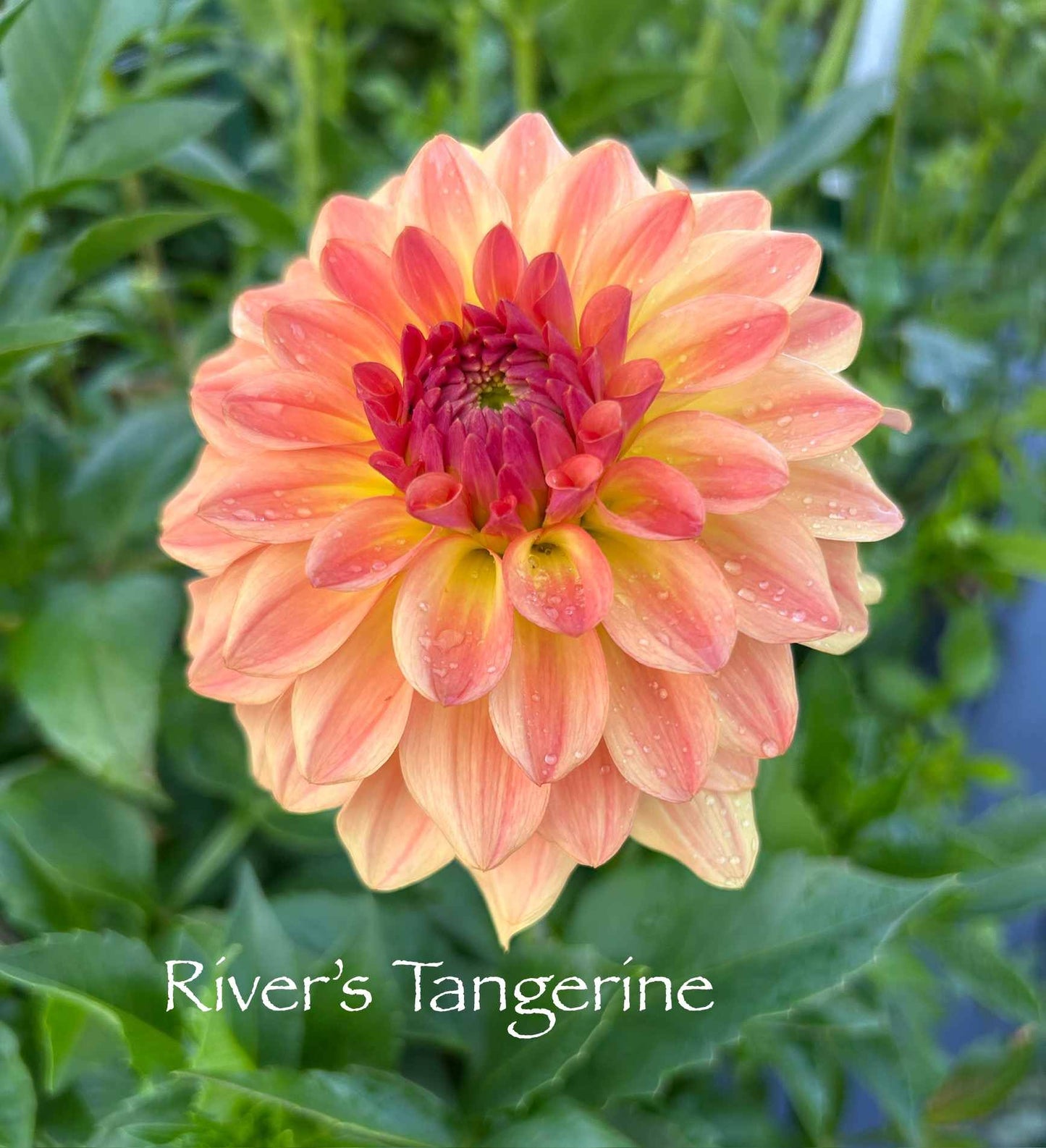 River's Tangerine Tuber
