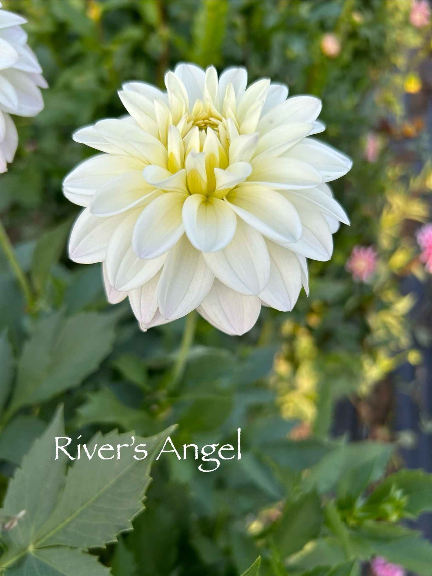 River's Angel Tuber