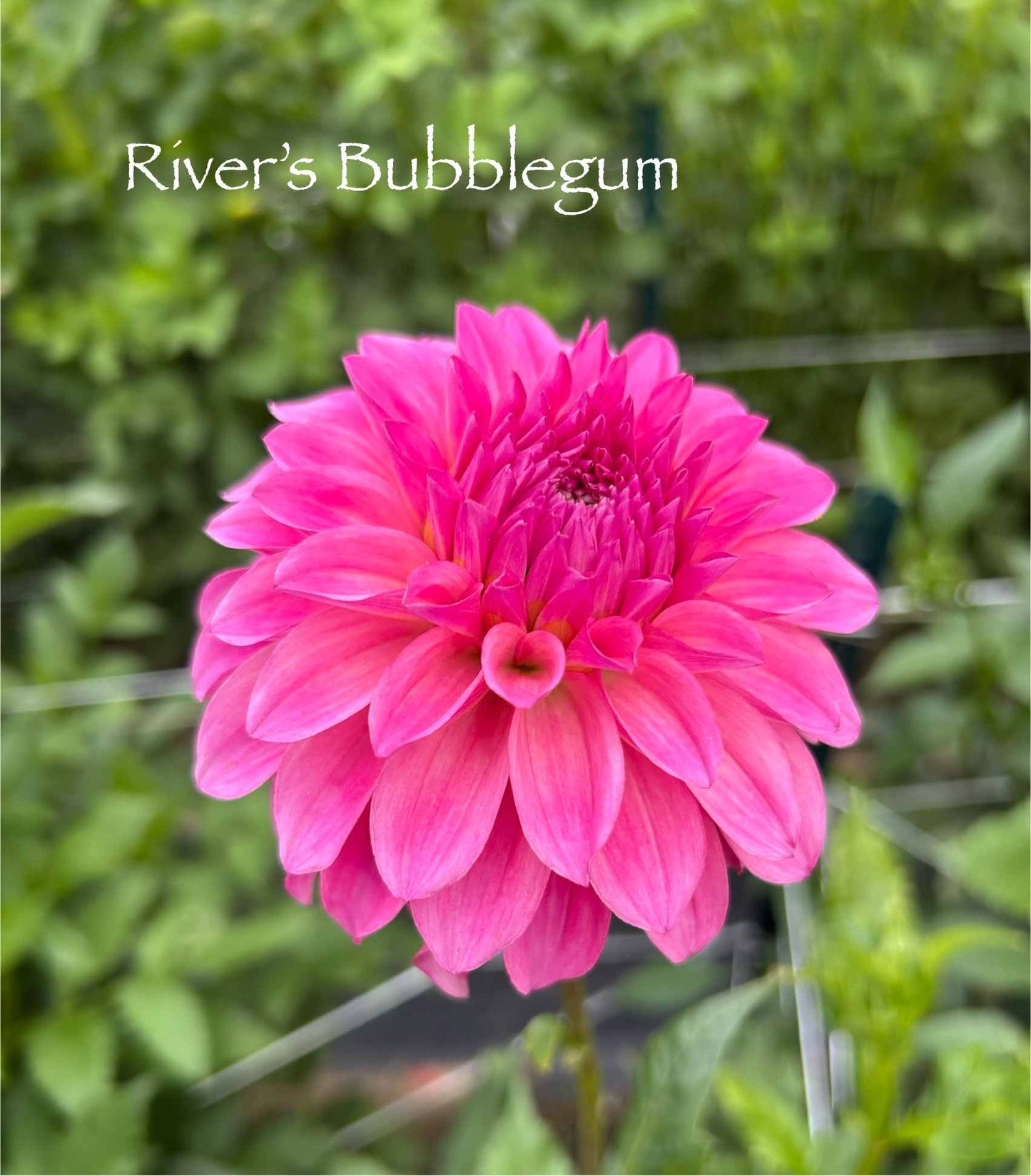 River's Bubblegum Tuber