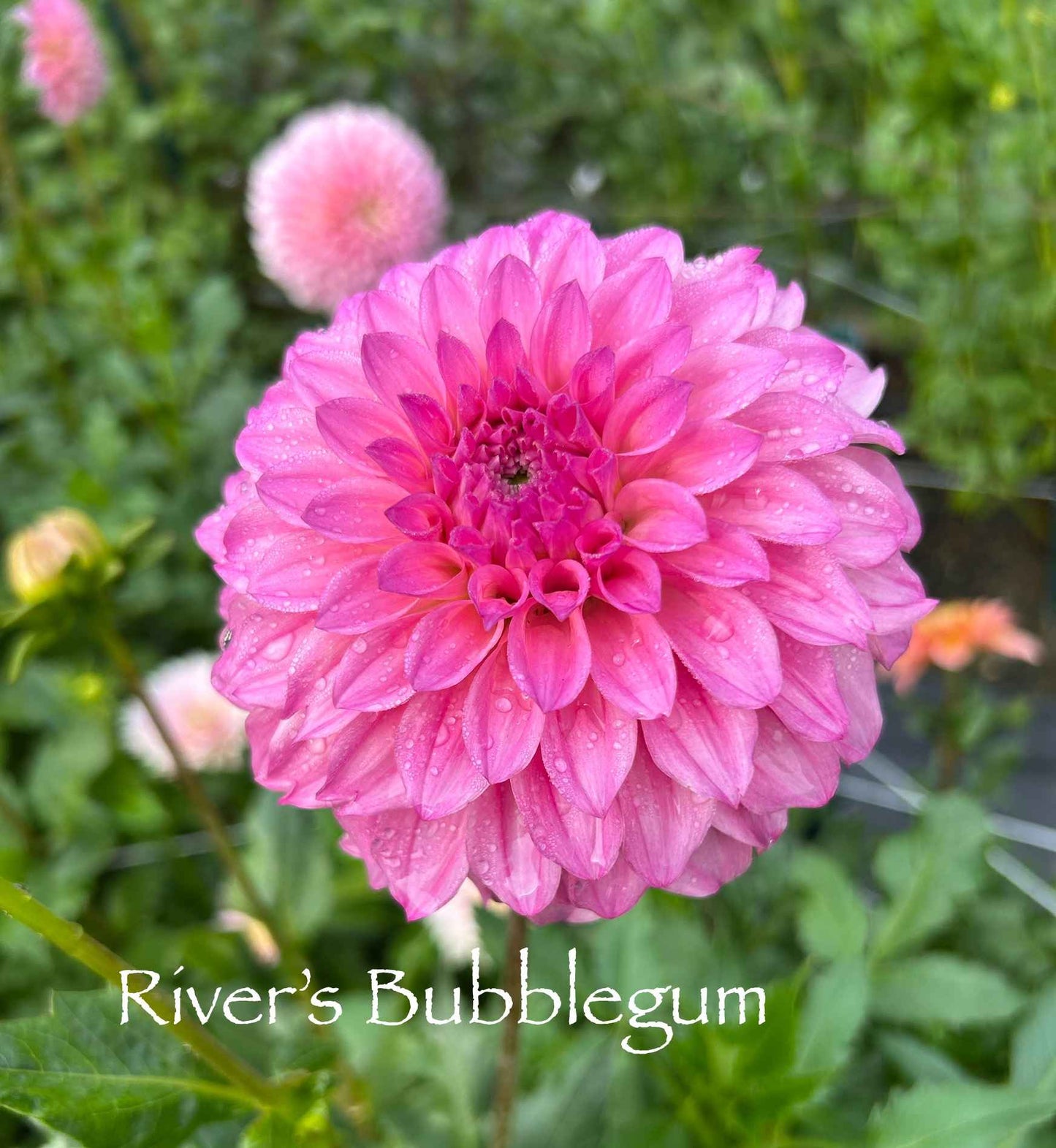 River's Bubblegum Tuber