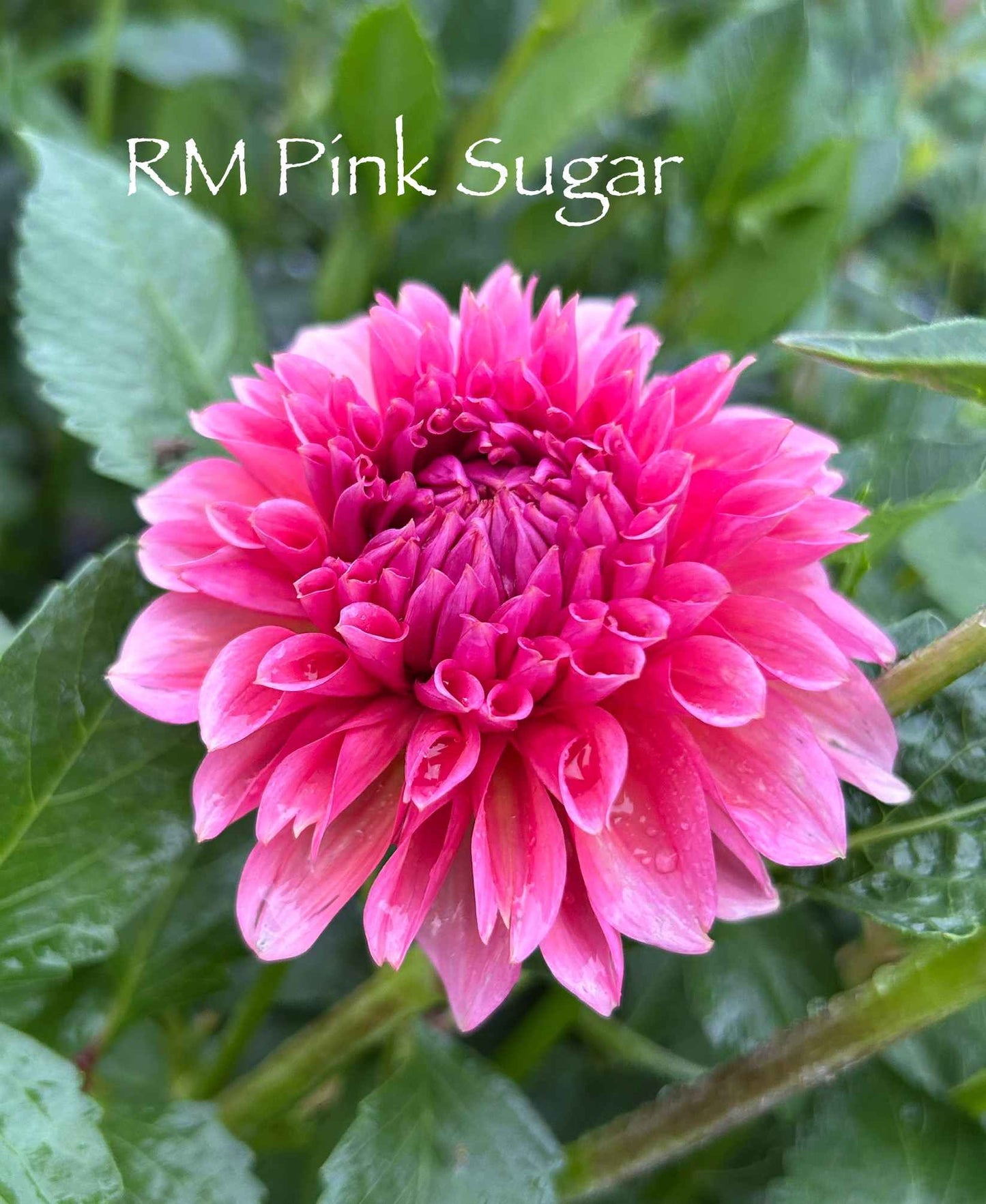 RM Pink Sugar Tuber