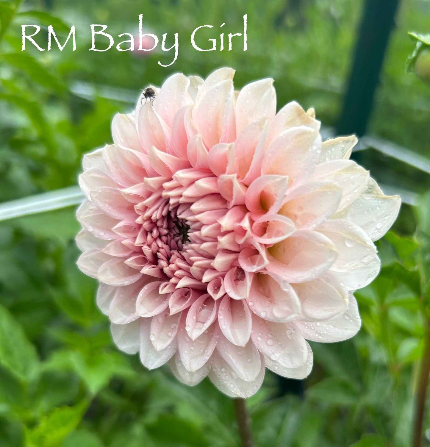 RM Baby Girl Tuber