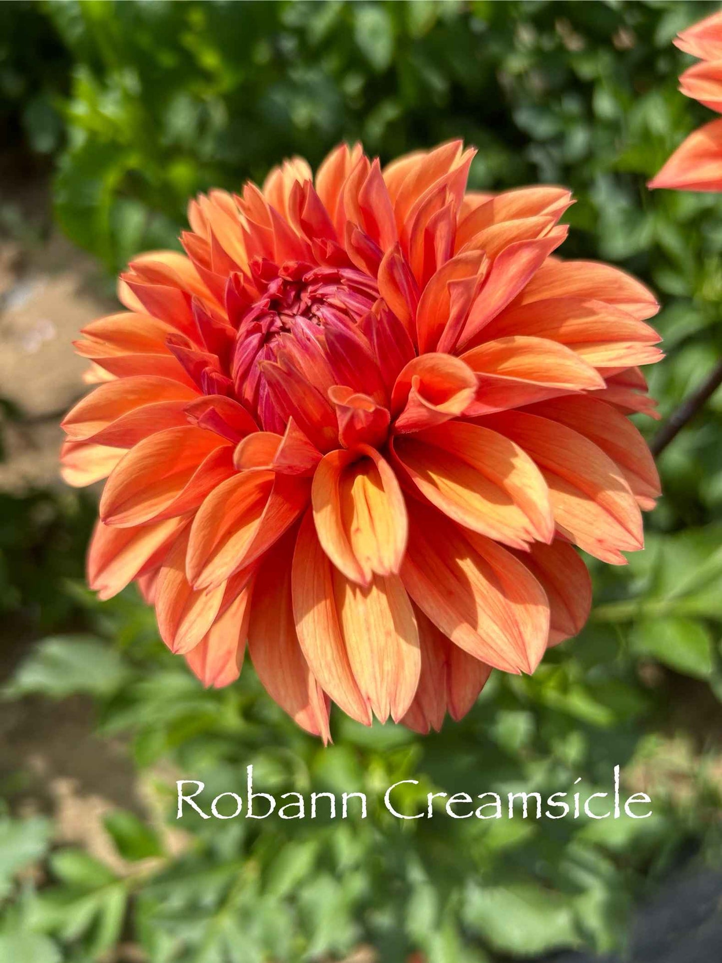 Robann Creamsicle Tuber