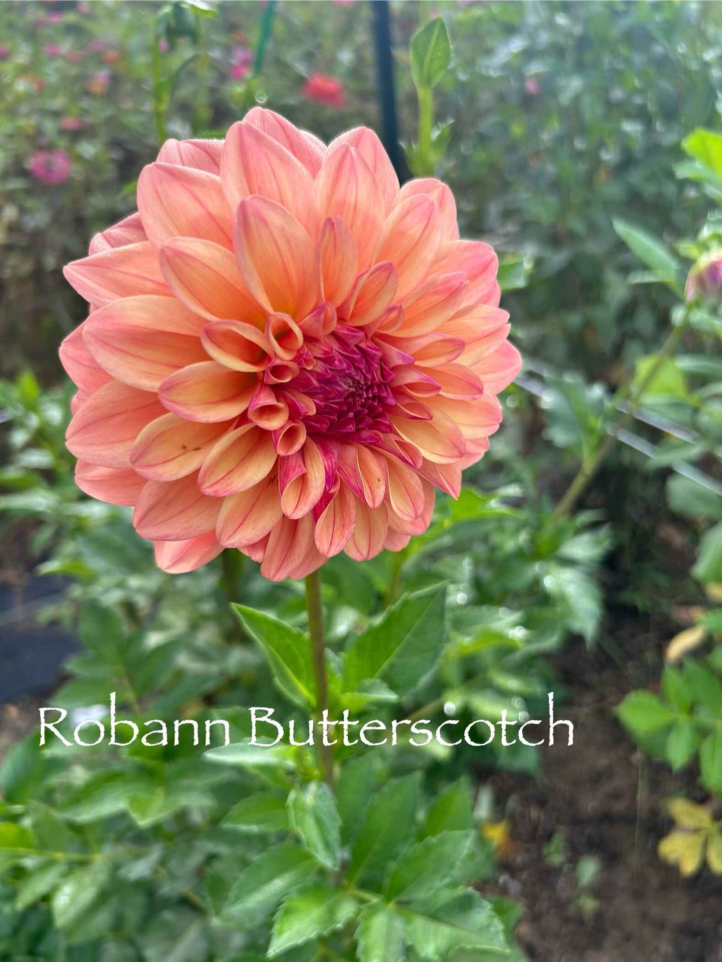 Robann Butterscotch Tuber