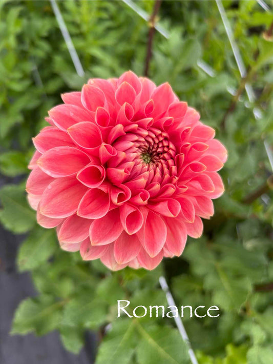 Romance Tuber