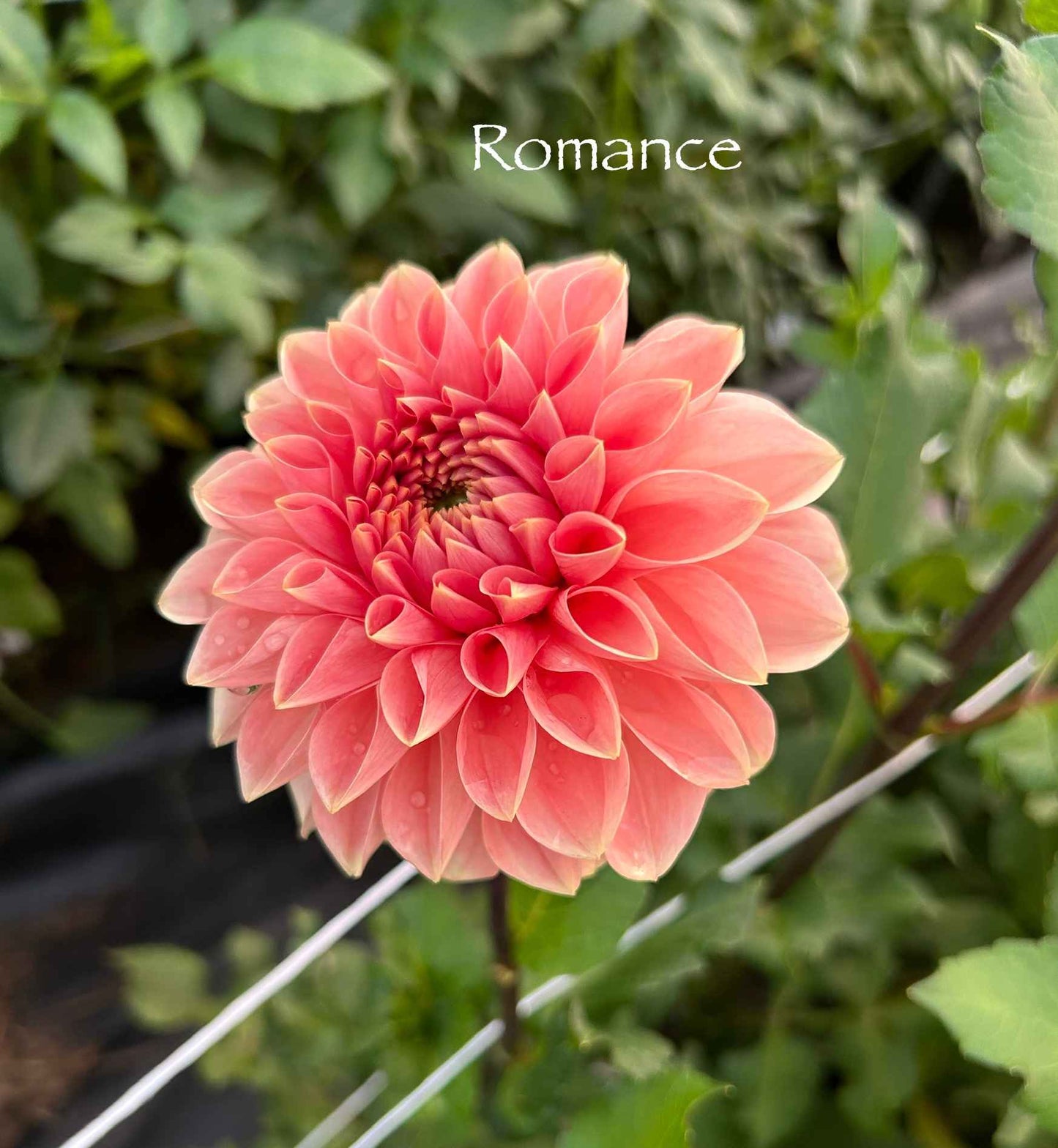 Romance Tuber