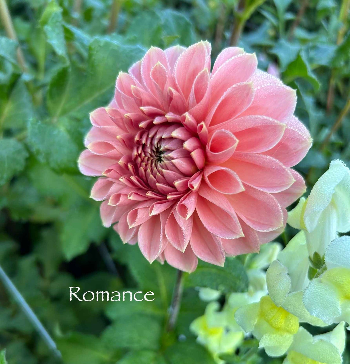 Romance Tuber