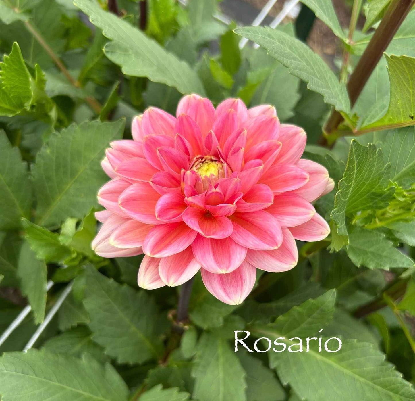 Rosario Tuber