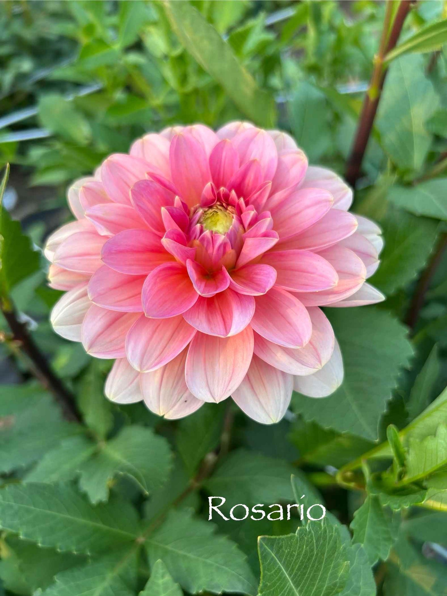 Rosario Tuber