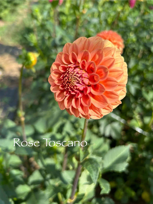 Rose Toscano Tuber