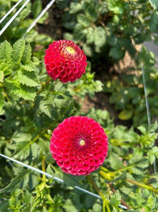 Rosemary Dawn Tuber