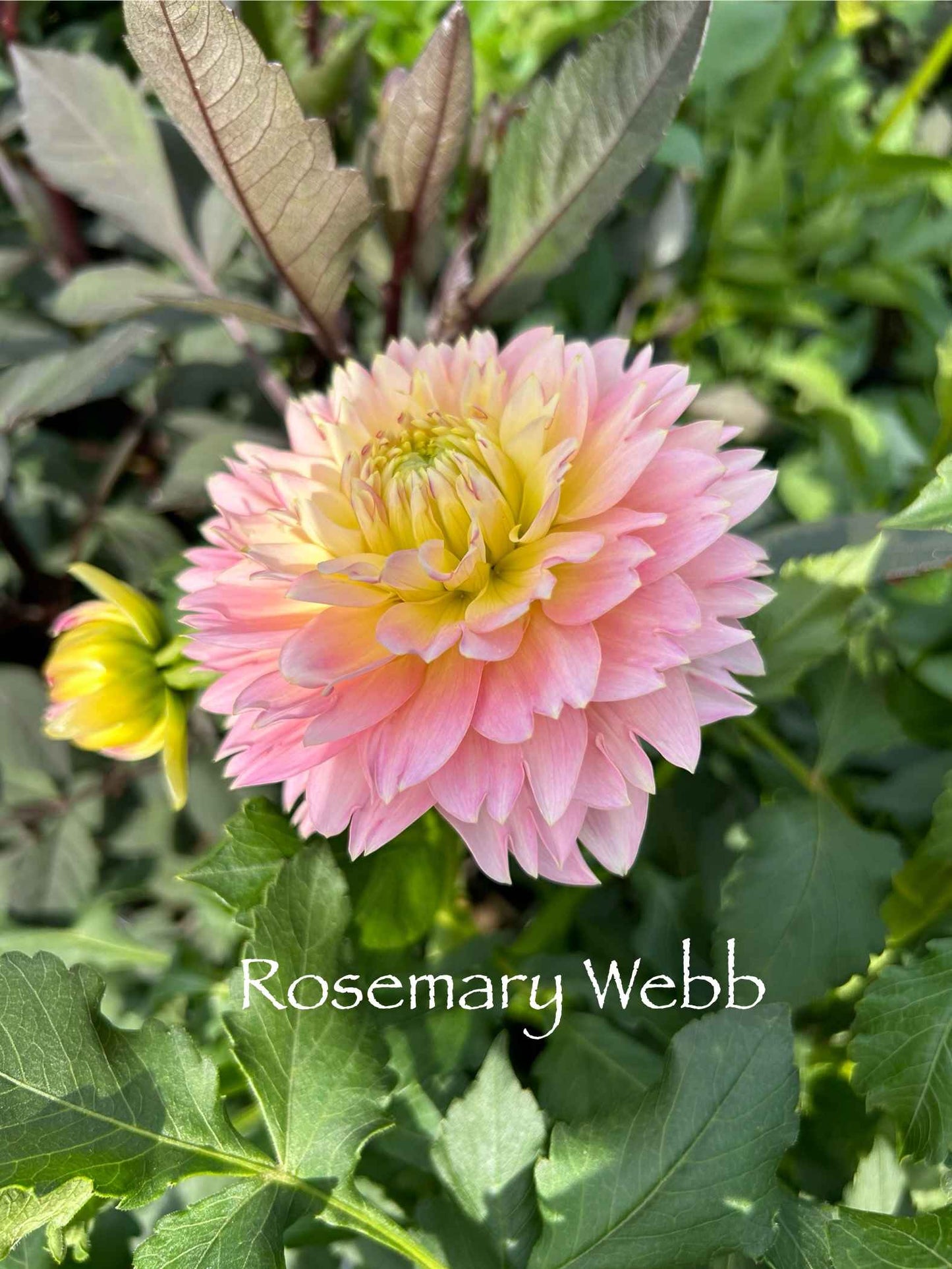 Rosemary Webb Tuber