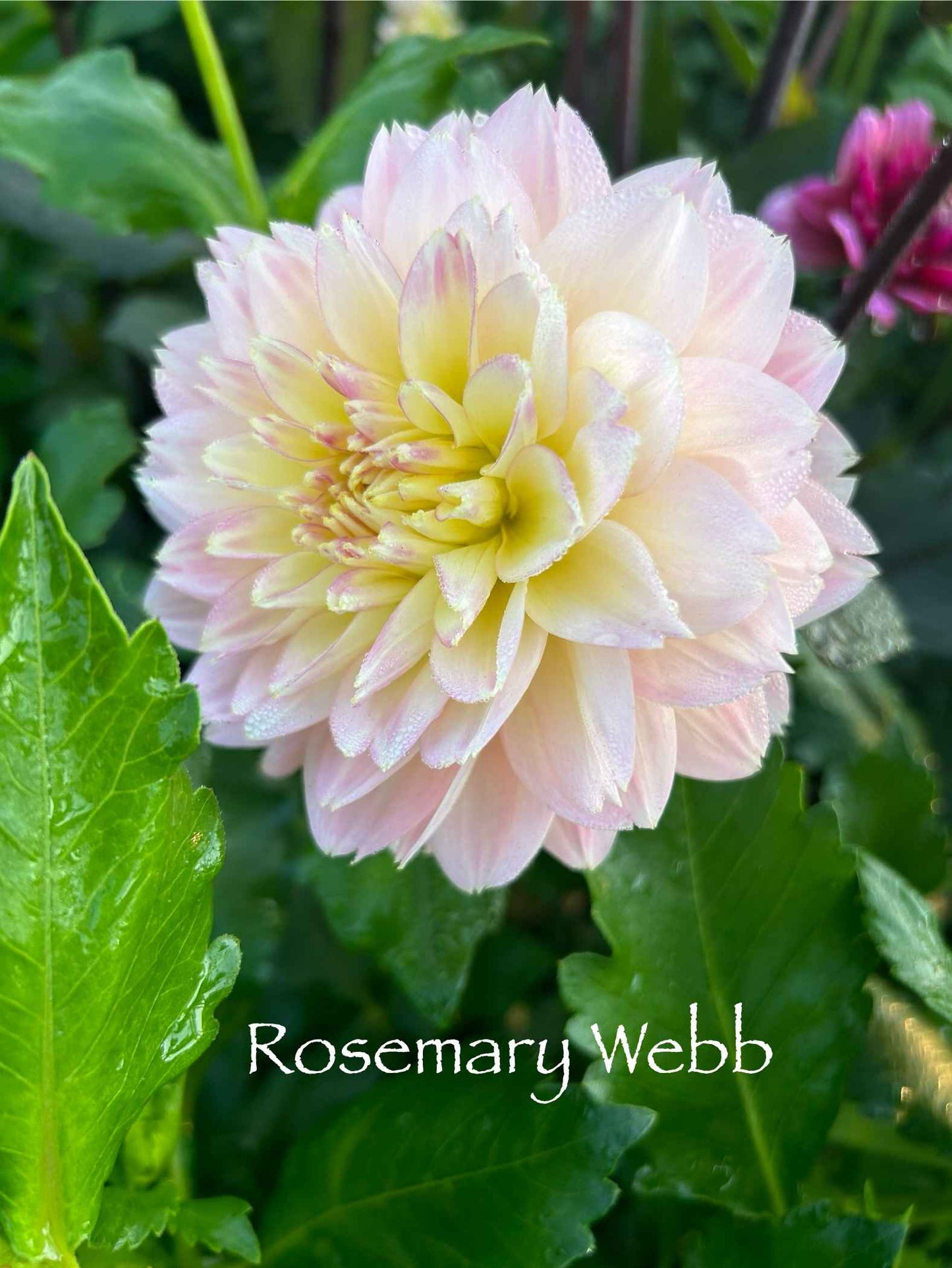Rosemary Webb Tuber