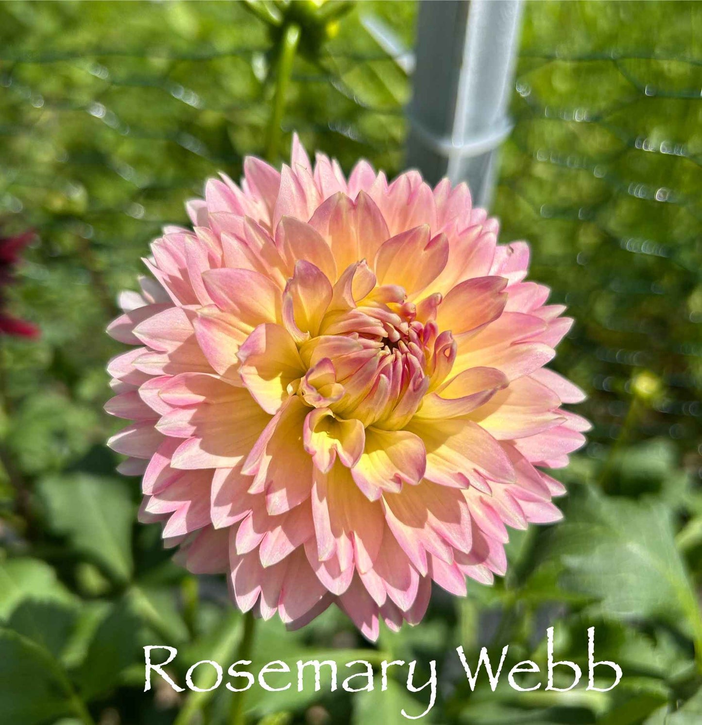 Rosemary Webb Tuber