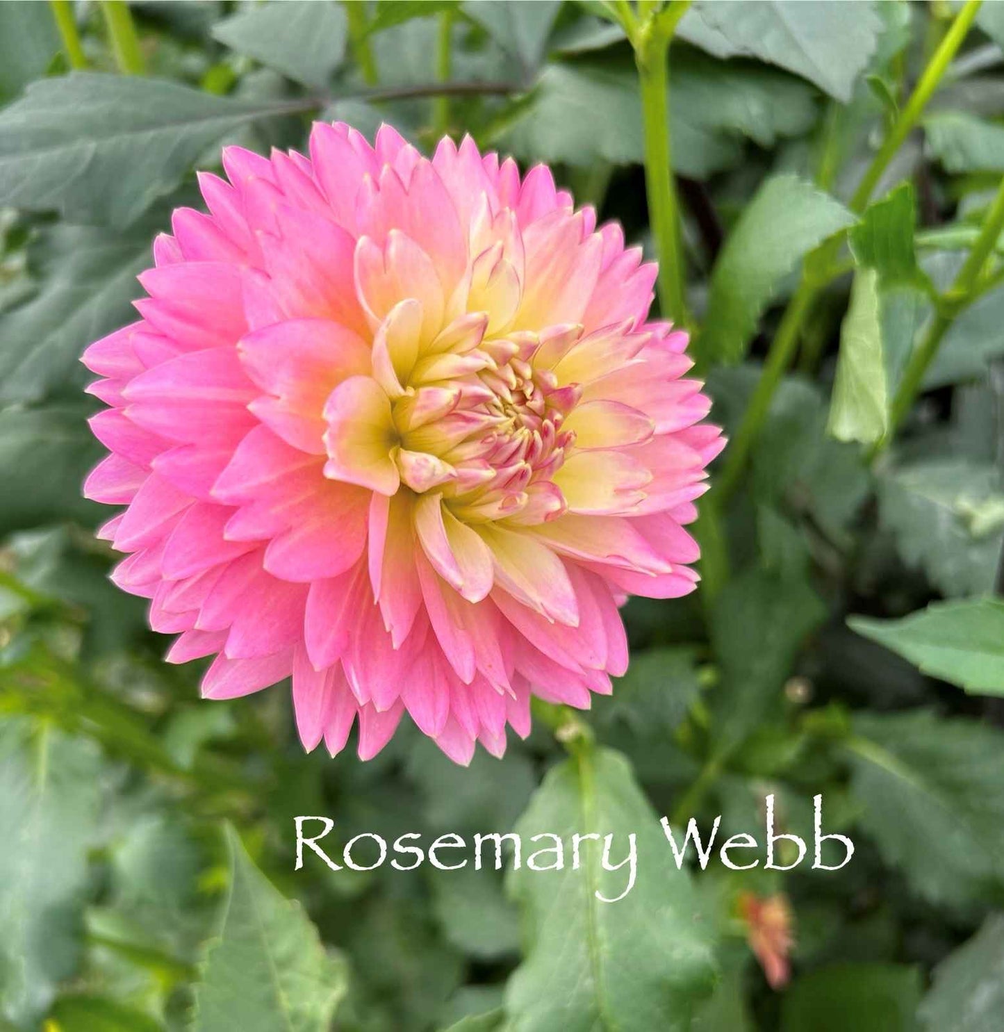 Rosemary Webb Tuber