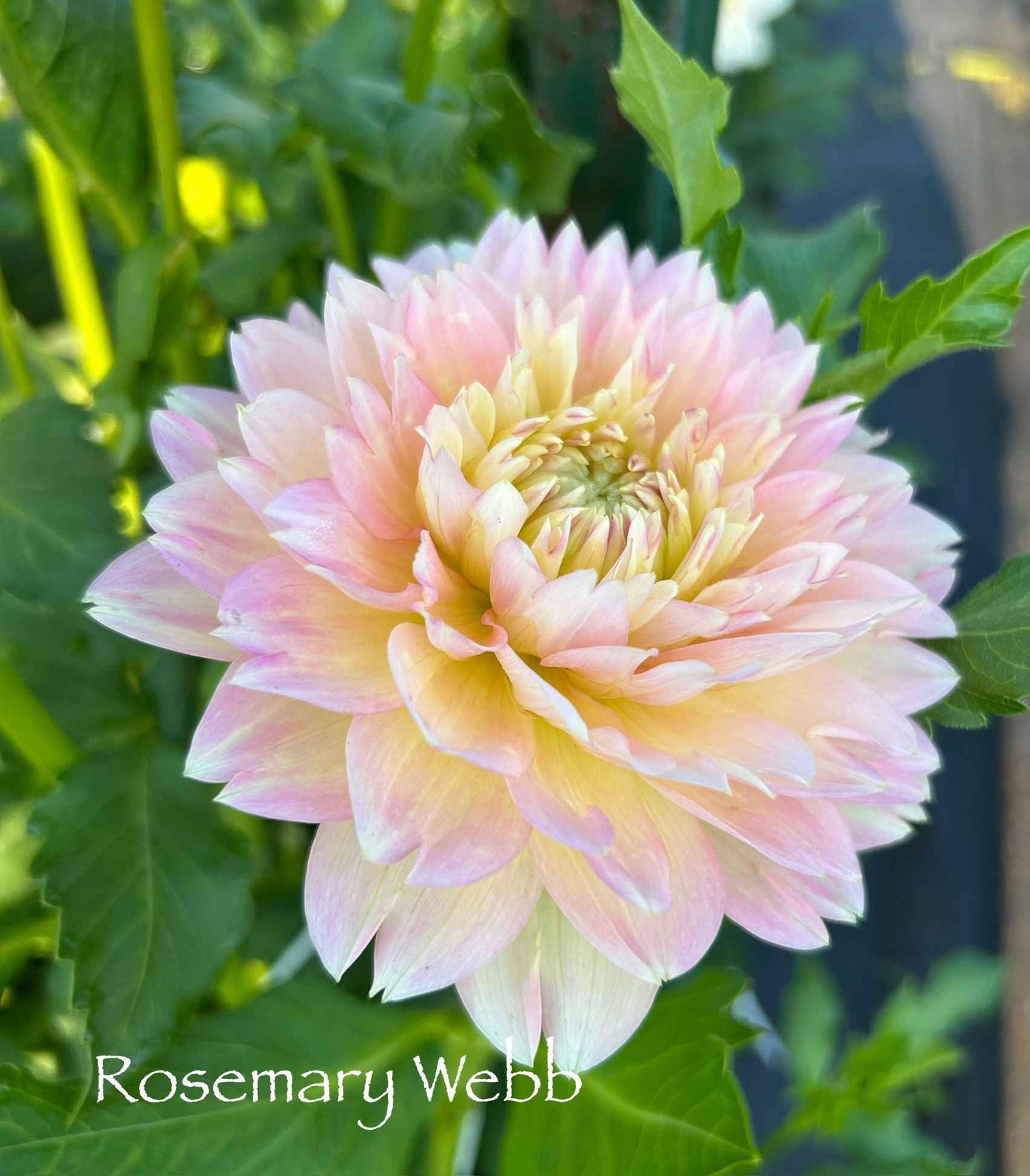 Rosemary Webb Tuber