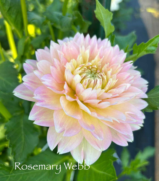 Rosemary Webb Tuber