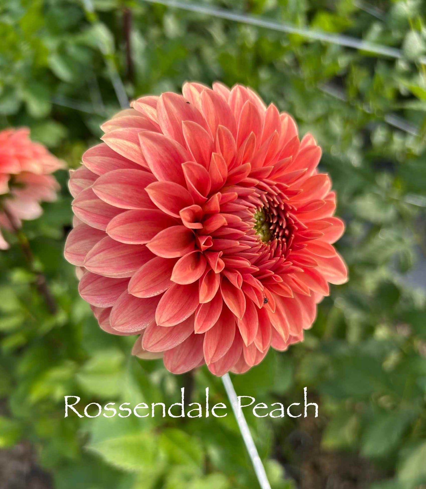 Rossendale Peach Tuber